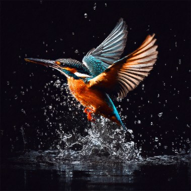 5298_kingfisher copy